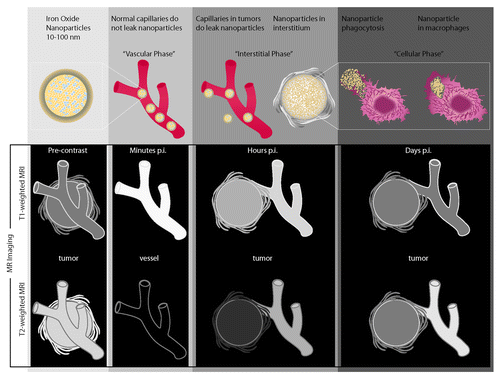 Figure 1. Soluble mediators of chronic inflammation (like IL-1β, IFNγ, TNFα, IL-6, CCL2, CCL3, CXCL8, GM-CSF, VEGF, TGFβ, etc.) induce the migration in tumor lesions and activation of various immunosuppressive leukocytes such as myeloid-derived suppressor cells (MDSC) and regulatory T cells (Treg) that suppress antitumor responses mediated by effector CD4 (Th1) and CD8 (CTL) T cells via a downregulation of the ζ-chain expression, an arginine deprivation, and apoptosis. Neutralization of chronic inflammatory melanoma microenvironment by sildenafil results in the MDSC inhibition associated with the restoration of antitumor activities of Th1 and CTL, which leads to a significant retardation of melanoma progression.