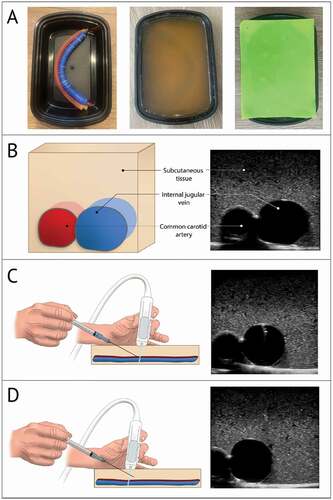 Figure 2. Images of the gelatin-based model