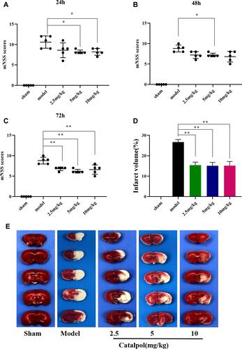 Figure 4 Catalpol protected in MCAO mice. (A) Modified neurological severity scores in 24h after ischemia; (B) modified neurological severity scores in 48 after ischemia; (C) modified neurological severity scores in 48 after ischemia (the data are presented as the mean ± S.D., n = 5, *p < 0.05, **p < 0.01); (D) the percentage of infarct volume was detected for each group; (E) representative TTC staining of the cerebral infarct in brain (the data are presented as the mean ± S.D., n = 3, **p < 0.01).