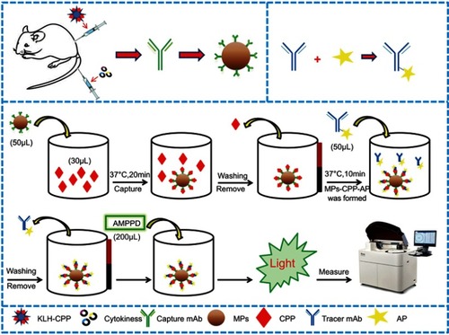 Figure 1 Schematic illustration of the MPs-based fully automated CLIA method for quantitative detection of copeptin.Abbreviations: KLH-CPP, copeptin conjugated with keyhole limpet hemocyanin; mAb, monoclonalantibody; MPs, magnetic-particles; CPP, copeptin; AP, alkaline phosphates; AMPPD, 4-methoxy-4-(3-phosphatephenyl)-spiro-(1,2-dioxetane-3,2',-adamantane).