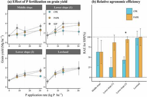 Figure 2. Comparison of grain yield (a) and relative agronomic efficiency (RAE) (b) of local P fertilizers between treatments. Error bars in (a) and (b) indicate the standard deviation and standard error, respectively (n = 4). CPR: calcinated phosphate rock; PAPR: partially acidulated phosphate rock; SSP: single superphosphate;*: p> 0.05