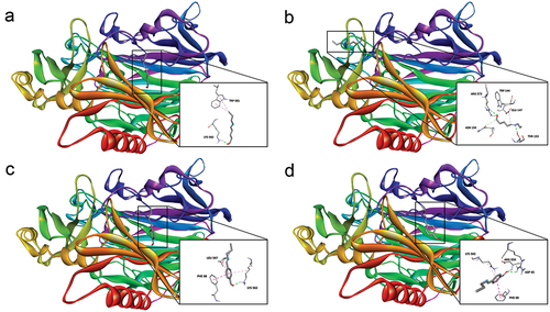 Figure 6. Best poses of ligand-receptor complexes. (a) GA-DAO complex headed for LYS, (b) GA-DAO complex headed for ARG, (c) TA-DAO complex headed for LYS, (d) TA-DAO complex headed for ARG and ASP.