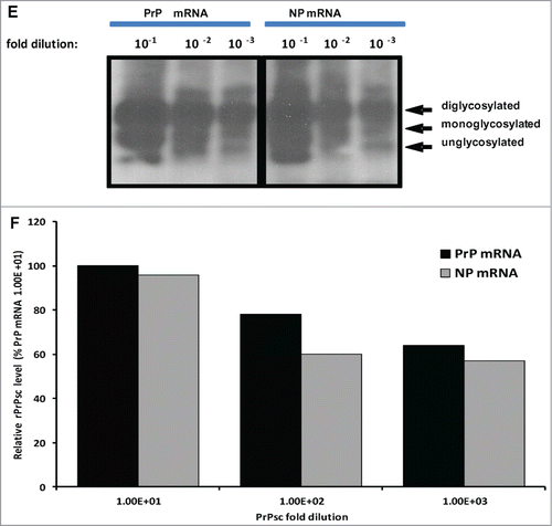Figure 4. Addition of 12 ug of in vitro transcribed sheep or white-tailed deer PrP mRNA molecules to seeded-PMCA resulted in enhanced PrPSc or PrPCWD amplification and increased sensitivity by at least a 100-fold in the second round PMCA. Panel A1 and A2 represent first round PMCA, without and with sheep PrP mRNA, respectively, of scrapie seeded PMCA using sheep rPrPC (VLRQ) as substrate. Panel B1 and B2, represent second round PMCA, without and with sheep PrP mRNA, respectively. Panel C1 and C2 show the third round of PMCA as indicated in the figure (negative and positive controls are on a separate gels and are not shown). Panel D1 and D2 show the effect of white-tailed deer PrP mRNA on the efficiency of first and second round CWD-seeded PMCA using white-tailed rPrPC as substrate. PMCA results (rPrPsC or rPrPCWD positivity) are indicated below each panel. Panel E shows the effect of specific (PrP mRNA) RNA on conversion efficiency in seeded PMCA. Rift Valley fever virus nucleoprotein (NP) mRNA is utilized as a non-specific RNA control. Densitometric analysis of the rPrPSC bands (Panel F). www.landesbioscience.