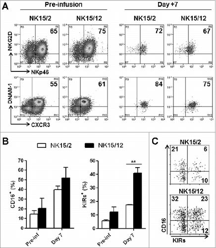 Figure 4. HPC-NK cell products generated in the presence of IL-12 display faster maturation in vivo. NK15/2 or NK15/12 cells were infused into adult NSG mice (5 × 10Citation6) in combination with low-dose IL-15 support. One week later, mice were sacrificed and ex vivo flow cytometric analysis was performed on cells isolated from spleen, liver, and bone marrow (BM). (A) Representative expression of the activating receptors NKG2D, NKp46, and DNAM-1 as well as CXCR3 on NK15/2 and NK15/12 cells before infusion and isolated from spleen 1 week after adoptive transfer. (B) Percentages of CD16- and KIR-expressing NK cells before infusion and 1 week after adoptive transfer. Combined results from 2 experiments (n = 4–6 mice per group per experiment) are shown as means ± SEM. **P < 0.01, 2-way ANOVA. (C) Representative dot plots of CD16 and KIR expression on CD56+ cells isolated from spleen of mice injected with NK15/2 or NK15/12 cells.