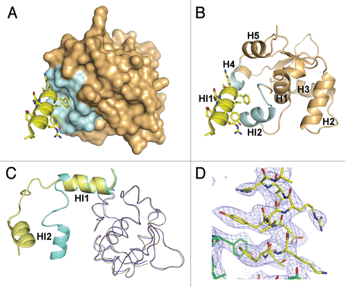 Figure 3 The Ets1•Ets1 interactions in area II. (A) The docking of HI1 helix (yellow ribbon) into the surface of the Ets domain (light orange). The Ets1 fragments involved in intermolecular interactions are highlighted by pale cyan. (B) View as in part (A) except the Ets domain is drawn as cartoon. (C) Comparison of HI1 helix interaction with the Ets domain in crystal structures of (Ets1)2•DNA and the Ets1 dimer (1gvj). The HI1 and HI2 helices and the Ets domain of the (Ets1)2•DNA structure are colored in yellow and sand, respectively. The corresponding residues of the Ets1 dimer structure are colored in cyan and blue, respectively. (D) A view of the portion of 2Fo-Fc Fourier map (mesh) contoured at 1σ and covering the residues of the HI1 helix and those in its surroundings.