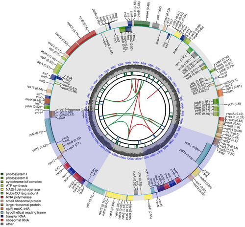 Figure 2. The complete chloroplast genome map of C. atrothea. Arrangement of 133 genes represented in the map, including 88 protein coding genes, 37 tRNA genes, and 8 rRNA genes. The GC% along the chloroplast is represented by the inner circle.