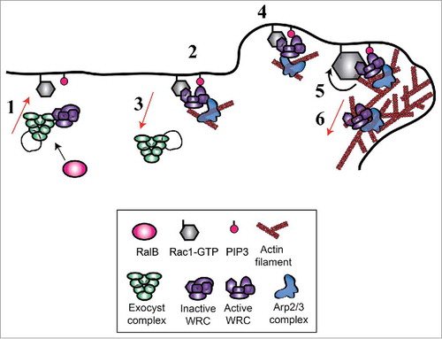 Figure 3. Model for Wave Regulatory Complex (WRC) recruitment and activation. Via interaction with exocyst, WRC is recruited to the front plasma-membrane (1) where it is moderately activated by the existing Rac1-GTP and PIP3 molecules (2). Rac1-GTP retains WRC at the edge, exocyst dissociates from WRC and recycles in the cytosol (3). This initial WRC activation is sufficient to start protrusion (4). The positive feedback loop between actin filaments and Rac1Citation46,Citation47 leads to sustained Rac1 activation and stronger WRC stimulation (5). During the protrusion progression, a fraction of the WRC complex is incorporated in the actin network to be recycled (6).