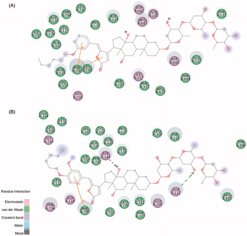 Figure 8. BD-14 (A) and BD-15 (B) molecular docking on rat NKA α3 isoform. The green and magenta circles represent residues involved in van der Waals and polar interactions, respectively. The blue halo around the residue is proportional to the solvent accessible surface. Pi interactions are represented by an orange line and symbols indicating the specific interaction. The green dashed arrows are directed towards the electron donor and represent hydrogen bonds with amino acid main chains. The blue dashed arrows are directed towards the electron donor and represent hydrogen bonds with amino acid side-chains.