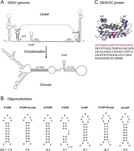 Figure 1. Structure of (A) DENV genome (adapted from [Citation64]), (B) ORN sequences used in this study, and (C) DENV2C protein (PDB: 1R6R). (A) The 5ʹ and 3ʹ UTR region of DENV genome contain conserved circularization sequences, 5ʹ-3ʹ UAR (upstream AUG region) (grey). Annealing of these circularization sequences allow the formation of the circularized genome. (B) ORN sequences are derived from the 5ʹUAR, 5ʹcHP and 3ʹUAR region of the genome. Their secondary structures and ΔG values, shown below the structures in kcal/mol, were predicted using the mfold webtool (http://unafold.rna.albany.edu/). 5ʹUAR, 5ʹUAR-ULoop, 5ʹcHP and 5ʹcHP-ULoop are doubly labelled with 5ʹ FAM and 3ʹ TAMRA. Annealing pairs 5ʹUAR/c5ʹUAR and 5ʹcHP/c5ʹcHP represent (+)/(-) ds RNA, whereas 5ʹUAR/3ʹUAR are representing the (+) RNA circularization event. (C) The DENV2C protein is a homodimer. Blue and red residues highlight basic and acidic residues, respectively. The α1 helix (H1) and α4 helix (H4) are labelled for both subunits of the protein, with H1 and H4 from one subunit and H1ʹ and H4ʹ from the other subunit. In the protein sequence of DENV2C monomer, residues in red are part of the N-terminus disordered region which are not shown in the structure