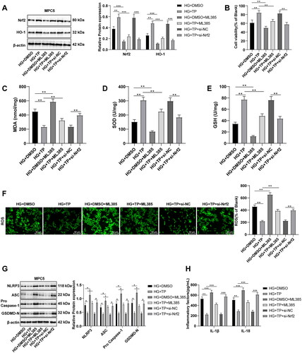 Figure 8. TP protected HG-treated MPC5 cells by activating Nrf2 to scavenge ROS and inhibit the NLRP3 inflammasome pathway. (A) The protein levels of Nrf2 and HO-1 in MPC5 cells were detected by WB; (B) MPC5 cell activity was detected by MTT; (C–E) The levels of MDA, SOD, and GSH in MPC5 cells were detected; (F) ROS levels in MPC5 cells were detected by a DCFH-DA fluorescence probe; (G) WB was used to detect the levels of NLRP3 inflammasome pathway-related proteins; (H) The secretion levels of inflammatory cytokines IL-1β and IL-18 were detected by ELISA; Data were expressed as mean ± SD, and the cell experiments were independently repeated three times. Comparison between two groups was performed by the t-test. *p < 0.05, **p < 0.01, ***p < 0.001.