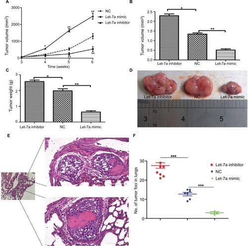 Figure 5 let-7a inhibits OS cell growth in nude mice.Notes: (A) Growth curve of xenograft tumors. Volume (B) and weight (C) of xenograft tumors in nude mice. (D) A representative image of xenograft tumors from the let-7a mimic, let-7a inhibitor and NC group. (E) Representative H&E stained images. (F) Numbers of lung metastatic foci were counted in each group. Mean ± SD; *P<0.05, **P<0.01, ***P<0.001 vs the NC.Abbreviations: NC, negative control; OS, osteosarcoma.