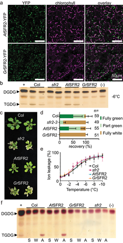 Figure 2. Presence, activation, and impact of GrSFR2 in Arabidopsis. (a) Confocal micrographs of YFP signal, chloroplast autofluorescence, or an overlay of both signals from Arabidopsis leaf tissue expressing GrSFR2-YFP or AtSFR2-YFP as indicated at left. (b) Thin-layer chromatogram stained for sugars and showing a separation of leaf lipid headgroups from Arabidopsis genotypes indicated at the top, grown at 22°C, cold-acclimated for one week at 4°C, then frozen at − 6°C overnight, as indicated at right. Arabidopsis genotypes include wildtype (Col), SFR2 loss of function line (sfr2–3), sfr2–3 expressing AtSFR2-YFP (AtSFR2), and sfr2–3 expressing GrSFR2-YFP (GrSFR2). The locations of digalactosyldiacylglycerol (DGDG) and trigalactosyldiacylglycerol (TGDG) are indicated at left. (c) Growth phenotypes of Col, sfr2–3, AtSFR2, and GrSFR2 after one week of cold acclimation, overnight freezing at − 6°C, and two days of return to normal growth conditions. Phenotypes of sfr2 and GrSFR2 are similar in their inability to recover from freezing. (d) Quantification of recovery of plants treated as in panel C. Plants were manually scored for damage where “fully green” indicated no observable damage, “part green” indicated visible damage and visible growth recovery, and “fully white” indicated no visible growth recovery. Numbers of plants quantified in three growth trials are indicated at right. (e) Ion leakage from detached rosette leaves of Arabidopsis of indicated genotypes during a stepwise freezing assay from 0 to − 10°C. Data are shown as means (± SE) of 10 independent experiments. (f) Thin-layer chromatogram stained for sugars and showing a separation of leaf lipid headgroups from Arabidopsis genotypes indicated at top, after treatments indicated below. Locations of DGDG and TGDG are indicated at left. S, starting, W, treated with water, A, artificially acidified. Negative and positive controls represent lipid extracts of Arabidopsis leaves during normal growth (negative) or freezing (positive) conditions.
