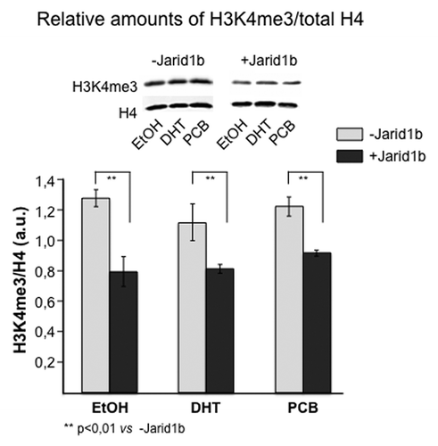 Figure 3. Western blot analysis of H3K4me3 levels in HEK293 cells transfected with the plasmid pcDNA 3.1-hJarid1b-myc-his (or the empty vector, as control) overexpressing histone demethylating enzyme Jarid1b. The relative amount of H3K4me3 was normalized by the signal obtained for total H4 with an anti-H4 antibody. EtOH, ethanol; PCB, polychlorinated biphenils; DHT, Dihydrotestosterone; J, Jarid1b