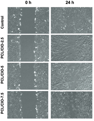 Figure 7. In vitro wound healing activity of poly(ε-caprolactone) (PCL)/CIO fiber mats on normal human dermal fibroblast cells.