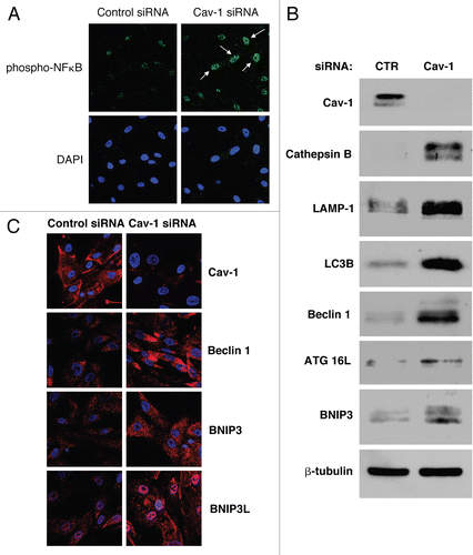 Figure 9 Cav-1 knockdown is sufficient to promote autophagy/mitophagy. (A) Acute Cav-1 downregulation activates the autophagy inducer NFκB. hTERT-fibroblasts treated with Cav-1 siRNA (right) or control siRNA (left) were fixed and immuno-stained with antibodies against phospho-NFκB (phospho-p65 at Ser 276, green). DAPI was used to visualize nuclei (blue). Note that Cav-1 knockdown is sufficient to induce phospho-NFκB nuclear localization and activation. White arrows point at the nuclear localization of phospho-NFκB in Cav-1 siRNA treated cells. Importantly, images were acquired using identical exposure settings. Original magnification, 40x. (B and C) Acute loss of Cav-1 increases the expression of autophagic markers. hTERT-fibroblasts were treated with Cav-1 siRNA or control (CTR) siRNA. (B) Western blot analysis. Cells were analyzed by western blot analysis using antibodies against the indicated autophagic markers. β-tubulin was used as equal loading control. (C) Immunofluorescence. Cells were fixed and immuno-stained with antibodies against beclin 1, BNIP3 and BNIP3L. DAPI was used to visualize nuclei (blue). Importantly, paired images were acquired using identical exposure settings. Original magnification, 40x. Note that acute Cav-1 knockdown is sufficient to greatly increase the expression levels of all the autophagy/mitophagy markers we examined.