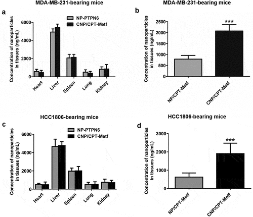 Figure 5. Biodistribution of nanoparticles in vivo. (a) Quantitative analysis of the nanoparticle concentration in different organs including heart, liver, spleen, lung, and kidney from the MDA-MB-231-bearing mice. (b) Quantitative analysis of the nanoparticle concentration in tumor tissues from the MDA-MB-231-bearing mice. (c) Quantitative analysis of the nanoparticle concentration in different organs including heart, liver, spleen, lung, and kidney from the HCC1806-bearing mice. (d) Quantitative analysis of the nanoparticle concentration in tumor tissues from the HCC1806-bearing mice. ***P < 0.001 significantly different from the NP/CPT-Metf group.