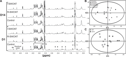 Figure 7 A) One-dimensional 400 mHz high resolution magic angle spinning 1H nuclear magnetic resonance spectra of liver samples acquired using Carr-Purcell-Meiboom-Gill pulse sequence. The numbers refer to the assignments of different peaks arising from the main metabolites (1 lactate, 2 alanine, 3 acetate, 4 glutamate/glutamine, 5 glutathione, 6 phosphocholine/glycerophosphocholine, 7 trimethylamine oxide, 8 glucose/glycogen, 9 β-glucose, 10 α-glucose). B) Principal component analysis score plot showing no clustering of liver samples from the different groups following high resolution magic angle spinning 1H magnetic resonance spectroscopy. C) Partial least squares-discriminant analysis score plot showing clustering between D1 and D14.Abbreviations: R, raw; P, purified; f, functionalized; SWCNT, single-walled carbon nanotubes; D1, day 1; D14, day 14.