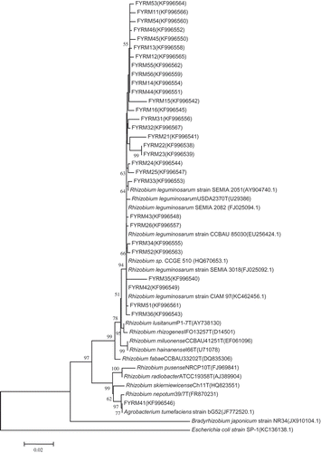 Figure 3 Phylogenetic relationships among rhizobia species based on 16 S rDNA sequences of clones recovered from molybdenum (Mo)-treated soil. Neighbor-joining tree with bootstrap values (1000 replicates) shown at branch points. Escherichia coli was used as the outgroup. FYRM11–FYRM15, FYRM21–FYRM25, FYRM31–FYRM35, FYRM41–FYRM45 and FYRM51–FYRM55 strains were collected from 0, 0.13, 0.25, 0.50 and 1.0 mg kg−1 Mo-treated hairy vetch root nodules, respectively.