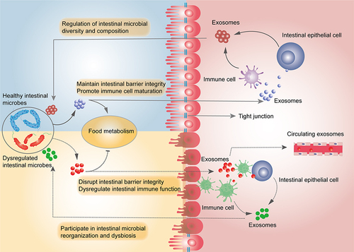 Figure 3 Exosomes mediate communication between intestinal microbes and host cells and together maintain the balance of the intestinal microenvironment. Exosomes from healthy intestinal microbes promote food metabolism, protect intestinal barrier integrity, and promote maturation of intestinal immune cells, whereas exosomes from intestinal host cells regulate the abundance and diversity of intestinal microbes. Conversely, exosomes from dysregulated intestinal microbiota adversely affect food metabolism, disrupt the integrity of the intestinal barrier, and lead to immune dysfunction, while exosomes from intestinal host cells cause dysregulation of the intestinal microbiota. Both intestinal microbial-derived exosomes that enter the circulation through the disrupted intestinal barrier and microbial-derived exosomes in feces can be used for liquid biopsies.