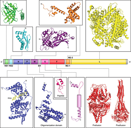 Figure 1. hRSV genome and viral proteins. Organization of the hRSV RNA genome (A2 strain). The viral genome contains 10 genes encoding for 11 proteins. The M2 gene contains two ORFs encoding for M2-1 and M2-2 proteins. Shown above and below the genome are representative structures available for the different hRSV proteins (NS1, PDB 5VJ2; NS2, PDB 7LDK; N, PDB 2WJ8; P, PDB 6PZK; M, PDB 2QP; SH, PDB 2NB7 and 2NB8; G, PDB 6BLH; F, PDB 4JHW and 3RRR; M2-1, PDB 4C3D; and L, 6PZK). For SH, NMR coordinates are not available for the transmembrane helix and is represented as a rounded rectangle. NS1, nonstructural protein 1; NS2, nonstructural protein 2; N, nucleoprotein; P, phosphoprotein; M, matrix; SH, small hydrophobic; G, glycoprotein; F, fusion glycoprotein; M2-1, transcription processivity factor; M2-2, replication co-factor; L, large polymerase.
