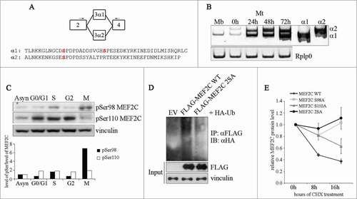 Figure 2. Ser98 phosphorylation of MEF2C peaks in mitosis, triggers poly-ubiquitination of the protein and reduces its stability. (A) Schematic of the MEF2C isoforms in the exon 3 region, with the location of the primers used to detect the alternate α1 and α2 exons indicated (arrows). The amminoacid sequences of the α exons of the mouse protein are indicated below. The positioning of Ser98 and Ser110 phosphoacceptor sites in α1 exon (and the residue equivalent to Ser98 in α2 exon) are highlighted in red. (B) Exclusive inclusion of the α1 exon in Mef2c transcripts in growing myoblasts. Total RNA was isolated from C2 myoblasts (Mb) or C2 cells that were differentiated for various lengths of time (0–72h). Exon expression was detected by RT-PCR using common primer (indicated in A) located on exons 2 and 4 that give rise to amplification products with different electrophoretyc mobility. Amplification of plasmid vectors containing the murine cDNAs of the MEF2C α1 and α2 splice variants were used as controls of the correct size of expected amplicons (α1 and α2 sample lanes). Rplp0 was used as endogenous control. (C). MEF2C is highly phosphorylated on Ser98 in mitotic cells. Cell lysates of asynchronous (Asyn) or synchronized cells were analyzed by Western blot with polyclonal antibodies that recognize the phosphorylated Serine 98 (pSer98) or Serine 110 (pSer110) of MEF2C. Vinculin was used as loading control. The levels of Ser98 and Ser110 phosphorylation, evaluated by densitometric scanning, were normalized to the quantity of MEF2C protein (see Fig. 1B ). In the histogram below are reported the phosphorylation grades of the 2 residues in synchronized cells, expressed relative to the value obtained in asynchronous cells, taken as 1. (D). Ser98 and Ser110 phosphorylation triggers MEF2C poly-ubiquitination. C2 myoblasts were transiently transfected with expression vectors for HA-ubiquitin and FLAG-tagged wild type (WT) or not phosphorylable MEF2C 2SA mutant where Ser98 and Ser110 are substituted with alanines. Anti-FLAG antibody was used for immunoprecipitation (IPαFLAG), anti-HA for Western immunoblot detection (IB). (E) The non-phosphorylable MEF2C mutant proteins on Ser98 and Ser110 are more stable than the wild type protein. FLAG MEF2C wild type or mutated singularly on Ser98 (S98A), Ser110 (S110A) or both phosphoacceptor sites (2SA) were overexpressed in COS1 cells. After 36 h, protein synthesis was blocked with cycloheximide, the amount of FLAG MEF2C remaining at different times was checked by Western blot. Protein loading was controlled by anti- vinculin staining. The intensity of FLAG signal was quantified by densitometric analysis. The graph reports average of the intensity of MEF2C signals, relatively to the not treated sample (CHX 0h), of 2 independent experiments. Bars represent SEM. Western blot results reported in C and D are representative of 2 independent experiments that showed similar profiles.