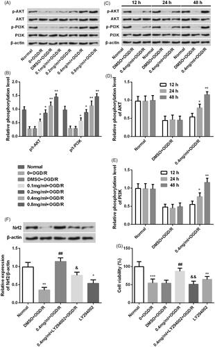 Figure 8. SBD regulated Nrf2 expression in PI3K/AKT-dependent signalling. (A and B) PC12 cells were incubated with different concentrations of SBD (0.1–0.8 mg/ml) for 24 h and then were subjected to OGD/R injury. The expression of PI3K/AKT pathways related core factors was tested using western blot. (C and E) PC12 cells were pretreated with 0.4 mg/ml SBD for different times (12, 24 and 48 h) and then were subjected to OGD/R. Western blot was used to determine the expression of PI3K/AKT pathway-related factors. *p < .05, **p < .01, ***p < .001 compared to the corresponding controls. Then, PC12 cells were pretreated with 0.4 mg/ml SBD single or in combination with LY294002 and then were subjected to OGD/R injury. (E) The expression of Nrf2 and (F) cell viability was respectively measured using western blot and MTT assay. *p < .05, **p < .01, ***p < .001 compared to Normal group. ##p < .01 compared to DMSO + OGD/R group. &p < .05, &&p < .01 compared to 0.4 mg/ml + OGD/R group. Data presented as mean ± SD (n = 3).