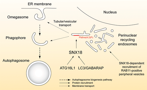 Figure 1. Schematic depiction of the proposed role of SNX18 in autophagosome biogenesis. During starvation, RAB11-positive membrane structures, defining TFR-containing recycling endosomes, accumulate at a site near the nucleus in a SNX18-dependent manner. SNX18 further recruits ATG16L1 and LC3/GABARAP to this perinuclear region and through its PtdIns(4,5)P2--binding and membrane remodeling activity SNX18 facilitates generation of LC3/GABARAP-positive carriers that feed membrane onto the growing phagophore.
