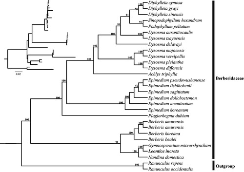 Figure 1. Phylogenetic tree reconstruction of Berberidaceae using maximum likelihood (ML) based on whole chloroplast genome sequences. Relative branch lengths are indicated at the top-left corner. Numbers above the lines represent ML bootstrap values. ML bootstrap <50% was not shown. GenBank accession numbers of taxa are shown below, Nandina domestica (DQ923117), Berberis amurensis (KM057377), Berberis bealei (NC_022457), Berberis amurensis (NC_030062), Berberis koreana (NC_030063), Sinopodophyllum hexandrum (KT445939), Epimedium sagittatum (NC_029428), Epimedium acuminatum (NC_029941), Epimedium dolichostemon (NC_029942), Epimedium koreanum (NC_029943). Epimedium lishihchenii (NC_029944), Epimedium pseudowushanense (NC_029945), Gymnospermium microrrhynchum (NC_030061), Ranunculus occidentalis (NC_031651), Ranunculus repens (NC_036976), Achlys triphylla (NC_037726), Dysosma versipellis (NC_037898), Dysosma delavayi (NC_037899), Dysosma majoensis (NC_037900), Dysosma aurantiocaulis (NC_037902), Dysosma tsayuensis (NC_037904), Dysosma pleiantha (NC_037905), Dysosma difformis (NC_037906), Diphylleia grayi (NC_037901), Diphylleia sinensis (NC_037907), Diphylleia cymosa (NC_037908), Plagiorhegma dubium (NC_038103).