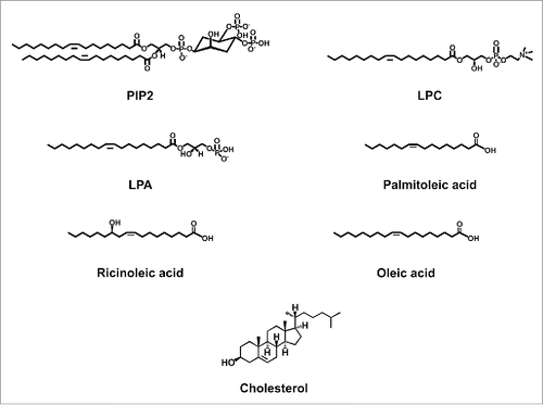 Figure 1. Chemical structures of lipid molecules that regulate the function of thermoTRPs.
