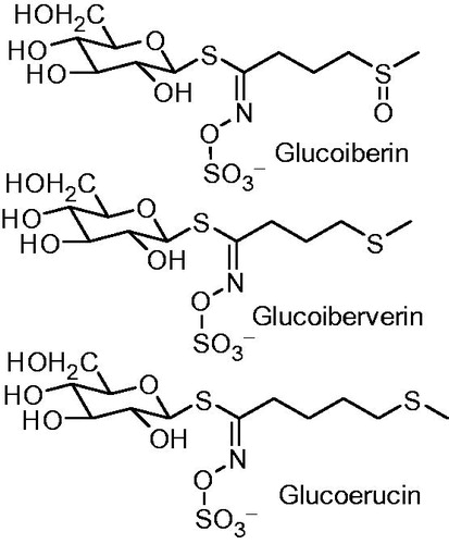 Figure 3. Glucosinolates identified in L. libyca plant.