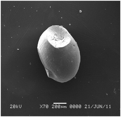 Figure 1. Scanning electron microphotograph of KT floating bead (F3).