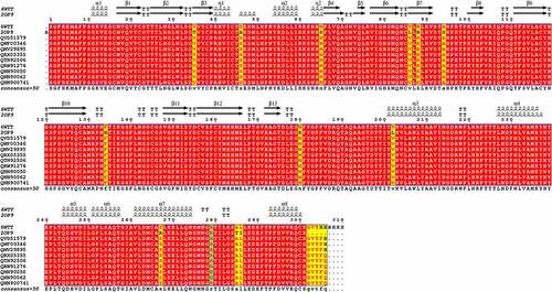 Figure 1. Structure-based multiple sequence alignment of SARS-CoV-2 Mpro from different variant (6WTT, 2OP9, QVD51579.1, QWF00346.1, QMV29895.1, QRX05355.1, QTN92506.1, QRW91276.1, QNN90050.1, QNN90062.1 and QNN90074.1). Residues invariable among sequences are typed in white on a red background; residues conserved within each group are typed in red on a yellow background. The residue mutated in this study (R279) is indicated in light blue. Secondary structure elements from of Mpro structure are indicated at the top of the alignment with SARS-CoV-2 main proteases (PDB code: 6WTT) .