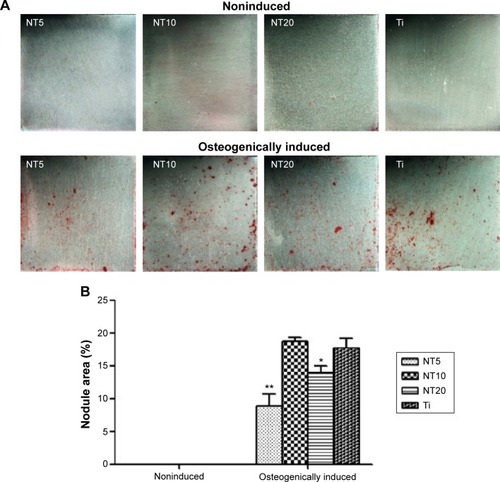 Figure 8 ECM mineralization on the different samples after 4 weeks incubation of the PDLSCs in the absence and presence of osteogenic supplements. (A) The optical images and (B) the quantitative results.Notes:*P<0.05, **P<0.01 compared with the Ti control.Abbreviations: ECM, extracellular matrix; NT, nanotube; PDLSC, periodontal ligament stem cell; Ti, titanium.