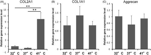 Figure 2. Gene expression analysis. Relative mRNA expression of (A) COL2A1, (B) COL1A1, (C) Aggrecan of the pellets cultured at 32 °C, 37 °C, and 41 °C for 14 days. Values represent the means and standard deviations. **p < 0.01, n = 3 (n indicates one sample which contained a combination of 3 pellets harvested from one pig, i.e. 3 samples represent 9 pellets).