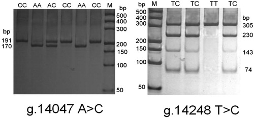 Figure 2. PCR-RFLP patterns of three SNPs of the bovine MASP2 gene.