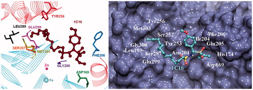 Figure 3. The three-dimensional representation of docking result of 3d in the close vicinity of rkbPAP binding pocket (left). Surface and stick representation of the predicted binding mode of 3d to the enzyme based on docking simulations (right).