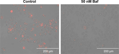 Figure S7 LysoTracker Red staining of bafilomycin Al-treated cells.Notes: SKBR3 cells cultured in a 24-well plate were incubated with McCoy’s 5A media containing 50 nM bafilomycin A1 (Baf) (TOCRIS, Bristol, UK) dissolved in DMSO for 1 h at 37°C, followed by 50 nM LysoTracker Red (YEASEN Biotech Co., Ltd., Shanghai, People’s Republic of China) for 30 min, washed three times with PBS, and then examined by fluorescence microscopy (AMG EVOS, Mill Creek, WA, USA). For control experiments, 1% DMSO was added to the medium. In the control group, the intensity of red-fluorescence was rather strong but faded sharply after the addition of bafilomycin A1, indicating an increase in lysosomal pH. Scale bars are 200 μm.Abbreviations: DMSO, dimethyl sulfoxide; PBS, phosphate-buffered saline.