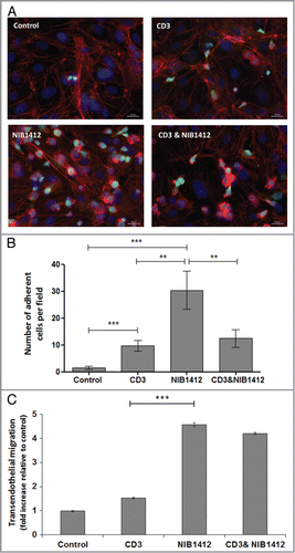 Figure 3. Adhesion and transmigration of CD28SA-activated CD4+ effector memory T cells. Human CD4+ TEMs were stimulated with plate-bound anti-CD3 mAb (CD3, 5 μg/ml); NIB1412 (NIB1412, 10 μg/ml); anti-CD3 mAb and NIB1412 (CD3 and NIB1412); control category included cells without any treatment (Control). Cells were harvested at 48 h and labeled with CellTracker™ Green CMFDA. (A) Immunofluorescent microscopy of HDMEC monolayer with adherent CMFDA-labeled TEMs initially stimulated with the indicated antibodies and stained for F-actin and DNA using fluorescently labeled phalloidin (red) and DAPI (blue), respectively. (Scale bar = 20 microns). Phase optics was adjusted to emphasize adherent cells. (B) CMFDA-labeled TEMs were added to confluent HDMECs and incubated for 30 min. Cells were washed and the remaining adherent cells visualized under fluorescence microscopy. Vertical axis represents the number of adherent TEMs per field (**p < 0.01; ***p < 0.001, unpaired t test). Results from four independent donors are represented as means ± SD (C) Transmigration of stimulated CD4+ TEMs across HDMEC layer on transwell inserts. Transmigrated cells were quantified by fluorescence and the results are presented as the mean (± SD) number of transmigrated cells from 3 replicate wells per condition. Results are representative of three independent experiments (***p < 0.001; unpaired t test).