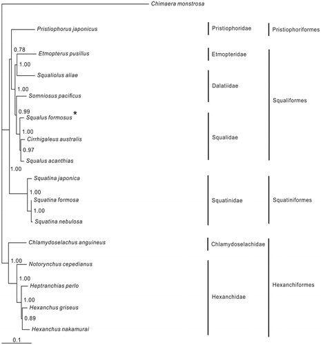 Figure 1. Phylogenetic position of Squalus formosus, Chimaera monstrosa (AJ310140.1) is selected as the outgroup. One species from the order Pristiophoriformes is: Pristiophorus japonicus (NC_024110.1). Five species from the order Squaliformes are: Somniosus pacificus (NC_022734.1), Squaliolus aliae (KU873080), Etmopterus pusillus (KU892588), Cirrhigaleus australis (KJ128289), Squalus acanthias (NC_002012.1), S. formosus (KU951280). Three species from the order Squatiniformes are: Squatina japonica (NC_024276), S. nebulosa (NC_025578.1), S. formosa (KM084865). Five species from the order Hexanchiformes are: Chlamydoselachus anguineus (NC_022729), Heptranchias perlo (NC_022730), Hexanchus griseus (KF894491), H. nakamurai (AB560491), Notorynchus cepedianus (NC_022731).