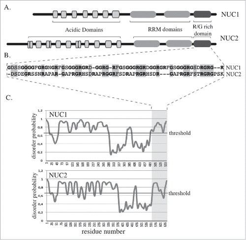 Figure 2. NUC1 and NUC2 proteins organization A. Schematic representation of NUC1 (AT1G48920) and NUC2 (AT3G18610) proteins from A. thaliana. B. Amino acid sequence alignment of the R/G rich domains of NUC1 and NUC2. C. Disorder profile plots of NUC1 and NUC2 amino acid sequences, obtained with the prediction software PrDOS. The black lines correspond to the threshold for a 2% prediction false rate.