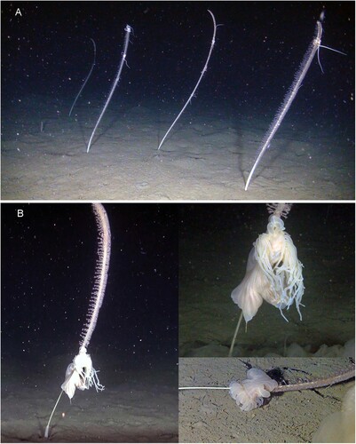 Figure 6. Funiculina was the most common sea pen in the trawl bycatches. (A) Photo from ROV transects conducted at station SK 6 showed high densities (∼3 colonies per m2) with the symbiont brittle star Asteronyx present on all colonies. (B) The sea pen predator anemone Ptychodactis patula was found eating tissue of the sea pen skeleton.