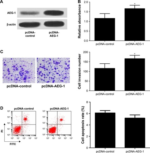 Figure 5 AEG-1 overexpression increased cell viability and invasion and had no significant effect on the apoptosis in IOMM-Lee cells.