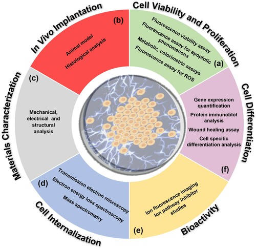 Figure 7. Scheme summarising all characterisation methods utilised to test piezoelectric scaffolds with respect to (a) cell viability and proliferation, (b) in vivo implantation, (c) material properties, (d) cell internalisation, (e) cell bioactivity and (f) differentiation.