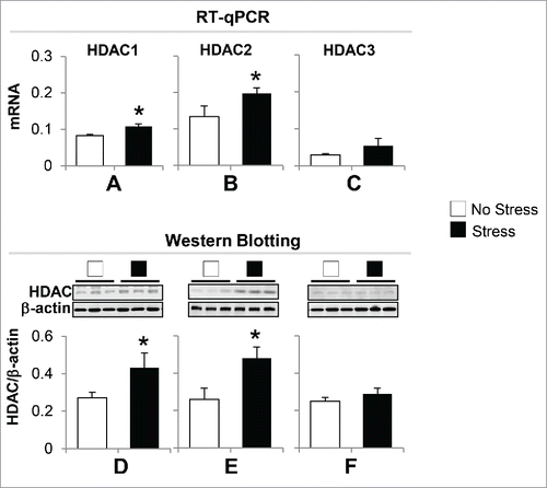 Figure 5. Gestational stress induces alteration of hippocampal HDACs expression in offspring. (A) The mRNA of HDAC1 and HDAC2 but not HDAC3 are significantly increased in the hippocampus of gestational-stress offspring as compared to non-stress offspring. (B) Immunoblot data normalized by β-actin protein levels show a marked increase in the protein levels of HDAC1 and HDAC2 but not HDAC3 in the hippocampus of gestational-stress mice compared to non-stress offspring. Data are presented as mean ± SEM of 10 mice for each group. *P < 0.05 (one-way ANOVA followed by Bonferroni test vs. the corresponding values for non-stress offspring).