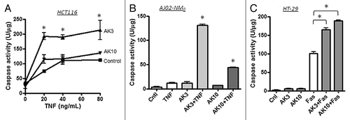 Figure 3. Effect of AK3 and AK10 on other colon cancer cell lines and on Fas-mediated cell death. (A) TNF was titrated on to HCT116 cells in the presence or absence of 20 μM AK3 or AK10. Although these cells are more inherently sensitive to TNF, AK3 significantly increased caspase activity as measured by DEVD-AMC cleavage (ANOVA, Tukey’s post hoc, *p < 0.01). AK10 did not significantly increase caspase activation in this cell line. (B) The mouse colon cancer cell line AJ02-NM0 was treated with AK3 or AK10 in the presence or absence of murine TNF and analyzed for caspase activity. Both AK3 and AK10 increased caspase activity in the presence of TNF, but not in its absence (*p < 0.001). AK3 was significantly more effective than AK10 (ANOVA, *p < 0.001). (C) AK3 and AK10 accentuated caspase activation by Fas ligation. HT29 cells were treated with AK3 or AK10 alone or in combination with an anti-Fas antibody (10 μg/ml) and analyzed for caspase activation. Although HT29 cells are sensitive to Fas ligation, both AK3 and AK10 significantly enhanced caspase activation (ANOVA, *p < 0.001).