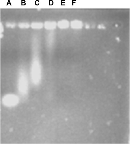 Figure 5 Gel retardation assay of PEG-CS/siRNA nanoparticles with different weight ratio of PEG-CS to siRNA.Notes: (A) Naked siRNA, (B) 40:1, (C) 80:1, (D) 100:1, (E)150:1, and (F) 200:1.Abbreviations: PEG-CS, poly(ethylene glycol)-chitosan; siRNA, small interfering RNA.