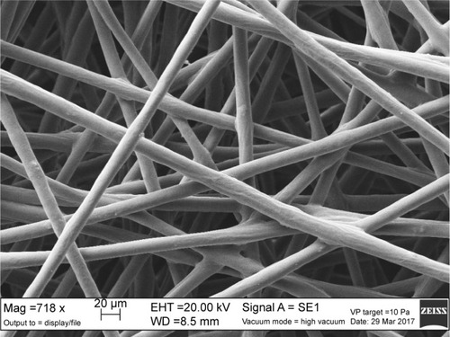 Figure 6 SEM micrograph of the optimized ALG/PEO fibers (P1).Abbreviations: ALG, alginate; PEO, polyethylene oxide; SEM, scanning electron microscopy.