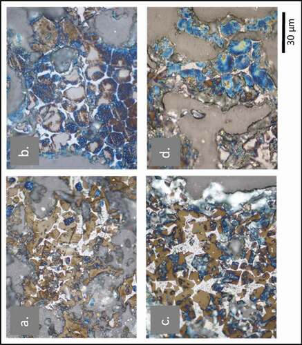 Figure 3. Clinker microstructure analysed by optical microscopy (a and b) clinker obtained from cement plant that prepared with normal raw materials without alternative fuel nor alternative raw materials. (c and d) clinker prepared by mixing 55% oil-based mud cutting waste