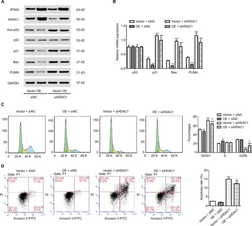 Figure 6 HDAC1 mediated the effect of RTKN in p53 acetylation, cell cycle arrest, and cell apoptosis.Notes: SGC-7901 cells were treated with pLVX-RTKN (OE)/pLVX-puro (Vector) and HDAC1 siRNA (siHDAC1)/control siRNA (siNC). (A) Western blotting analysis was performed and representative images are shown. (B) Real-time PCR was conducted to detect the mRNA expression of interested genes. (C) Cells were stained with PI and cell cycle distribution was analyzed by using flow cytometry. (D) Cells were stained with Annexin V-FITC/PI and apoptotic rates were analyzed by using flow cytometry. Experiments were performed three times independently. **P<0.01, ***P<0.001 vs Vector + siNC; ###P<0.001 vs OE + siNC; $P<0.05 vs Vector + siHDAC1.Abbreviations: FITC, fluorescein isothiocyanate; HDAC, histone deacetylase; PI, propidium iodide.