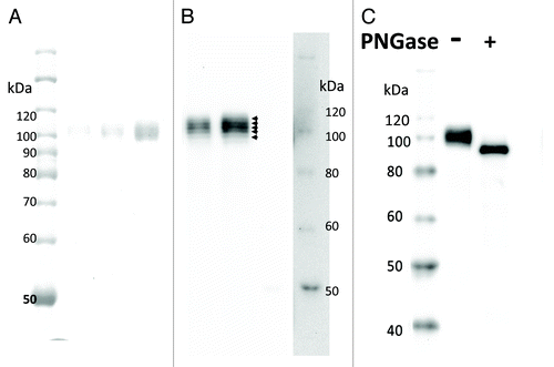 Figure 5. Glycoform analysis of pp-PA83 by SDS-PAGE and western blotting. Protein bands were visualized by Coomassie staining (A) and western blotting using pp-mAbPA (B). Separated bands are shown with arrowheads in (B). Western blot analysis of pp-PA83 with (+) and without (-) pre-treatment with PNGase F (C).